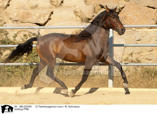 trotting PRE / NS-02546