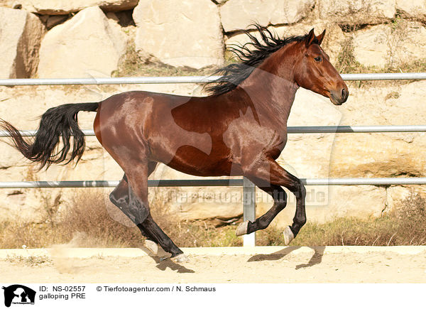 galloping PRE / NS-02557