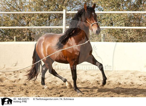 trabendes Pura Raza Espanola / trotting PRE / NS-02571