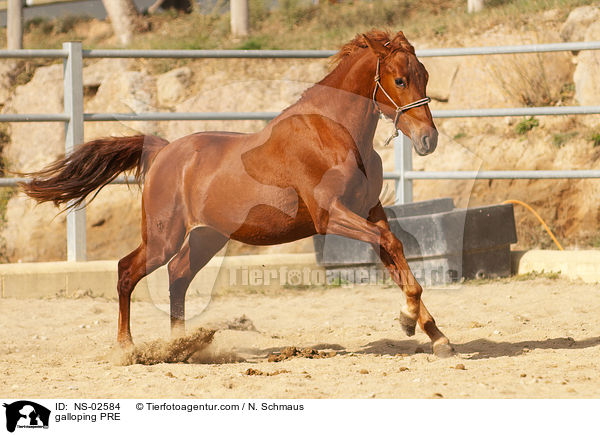 galoppierendes Pura Raza Espanola / galloping PRE / NS-02584