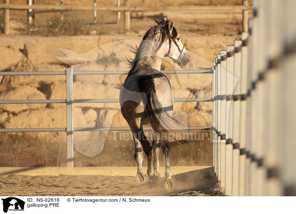 galoppierendes Pura Raza Espanola / galloping PRE / NS-02616