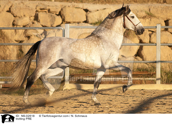 trabendes Pura Raza Espanola / trotting PRE / NS-02618