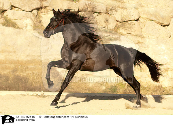 galloping PRE / NS-02645