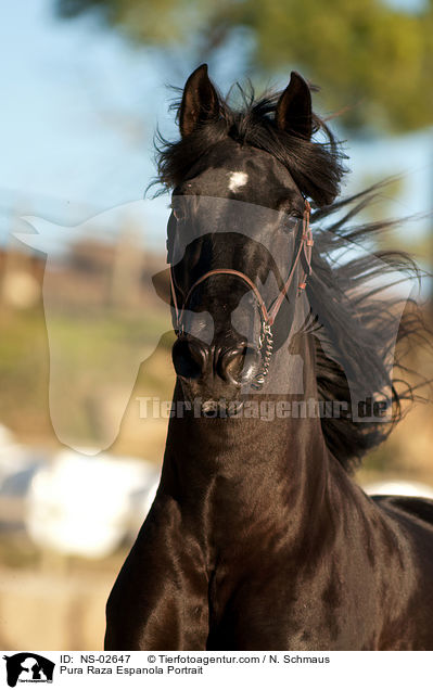 Pura Raza Espanola Portrait / Pura Raza Espanola Portrait / NS-02647