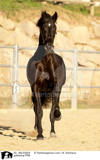 galoppierendes Pura Raza Espanola / galloping PRE / NS-02654