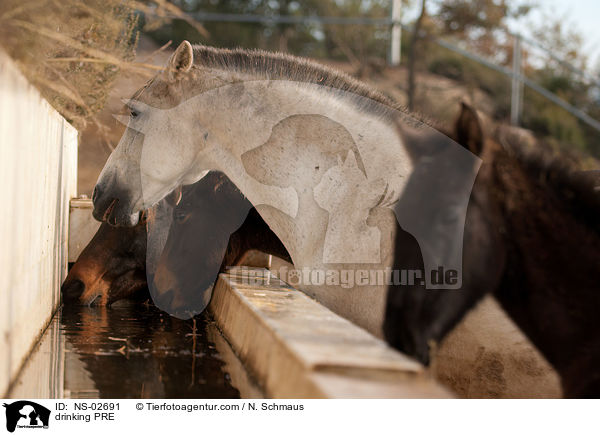 drinking PRE / NS-02691