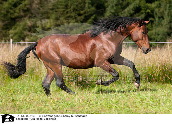 galloping Pura Raza Espanola / NS-03313