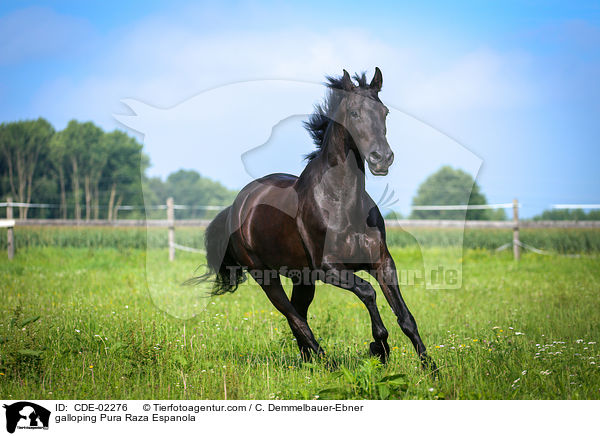 galoppierender Pura Raza Espanola / galloping Pura Raza Espanola / CDE-02276