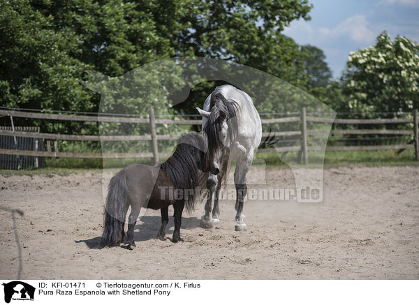 Pura Raza Espanola mit Shetlandpony / Pura Raza Espanola with Shetland Pony / KFI-01471