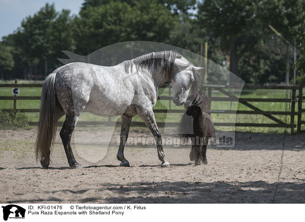 Pura Raza Espanola mit Shetlandpony / Pura Raza Espanola with Shetland Pony / KFI-01476