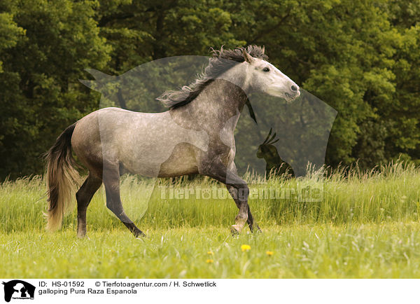 galloping Pura Raza Espanola / HS-01592