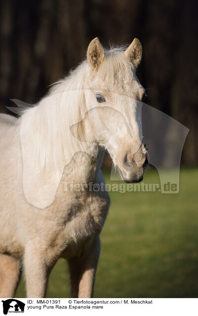 junge Pura Raza Espanola Stute / young Pura Raza Espanola mare / MM-01391