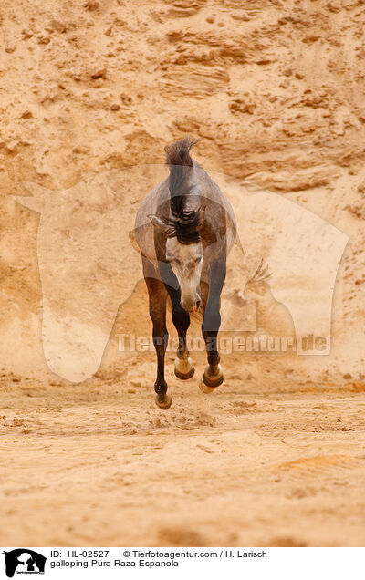 galoppierendes Pura Raza Espanola / galloping Pura Raza Espanola / HL-02527