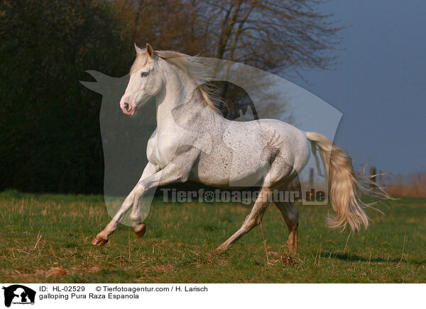 galoppierendes Pura Raza Espanola / galloping Pura Raza Espanola / HL-02529