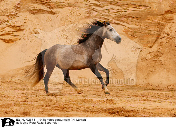 galoppierendes Pura Raza Espanola / galloping Pura Raza Espanola / HL-02573