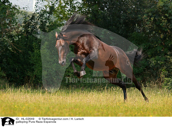 galoppierendes Pura Raza Espanola / galloping Pura Raza Espanola / HL-02649