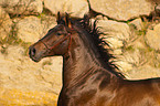 Pura Raza Espanola Portrait