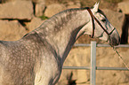 Pura Raza Espanola Portrait