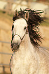 Pura Raza Espanola Portrait