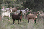 herd of horses