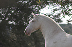 Pura Raza Espanola Portrait