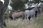 herd of horses