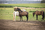 standing Pura Raza Espanola