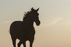 Pura Raza Espanola at sunset