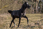 young Pura Raza Espanola mare