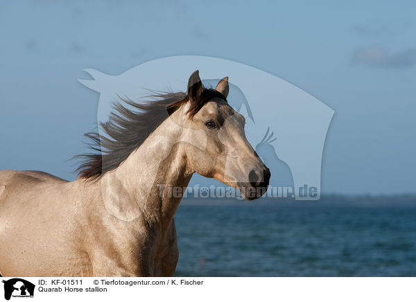Quarab Horse stallion / KF-01511