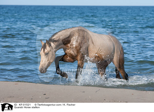 Quarab Horse stallion / KF-01521