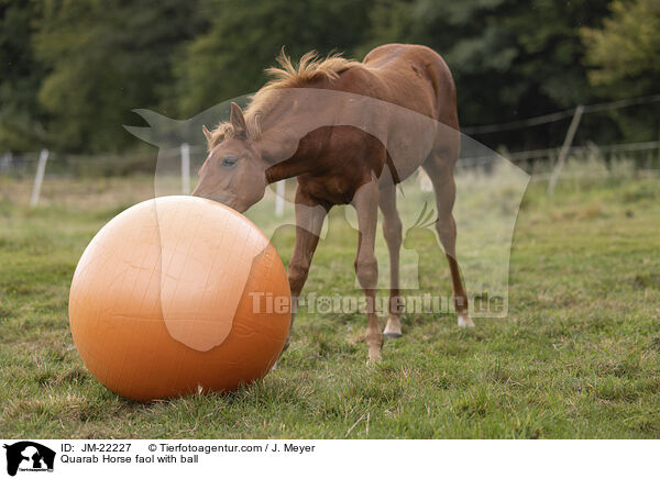 Quarab Horse Fohlen mit Ball / Quarab Horse faol with ball / JM-22227