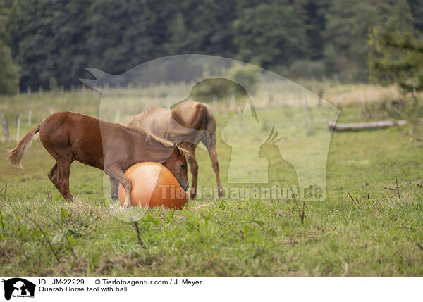 Quarab Horse Fohlen mit Ball / Quarab Horse faol with ball / JM-22229