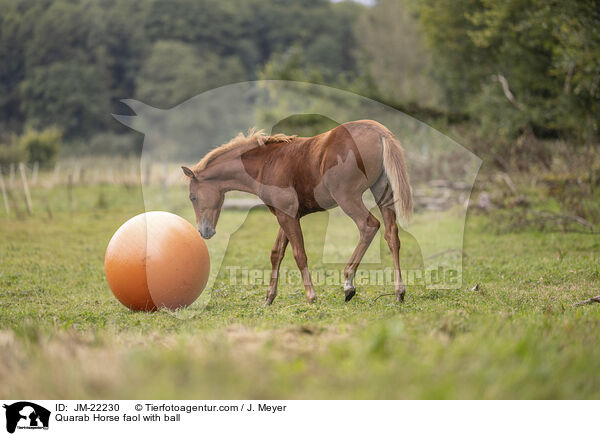 Quarab Horse Fohlen mit Ball / Quarab Horse faol with ball / JM-22230