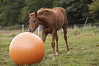 Quarab Horse faol with ball