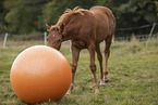 Quarab Horse faol with ball