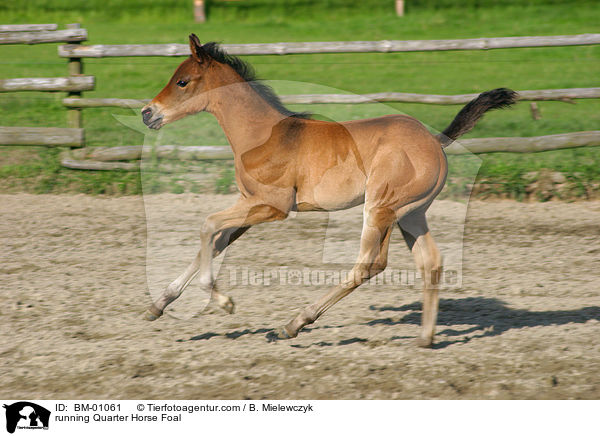 rennendes Quarter Horse Fohlen / running Quarter Horse Foal / BM-01061