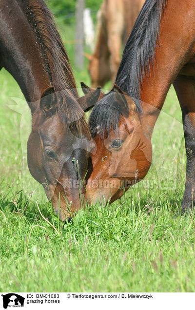 grasende Pferde / grazing horses / BM-01083