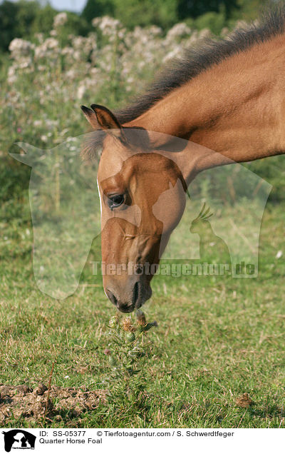 Quarter Horse Foal / SS-05377
