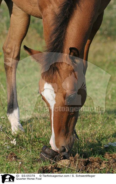 Quarter Horse Foal / SS-05378