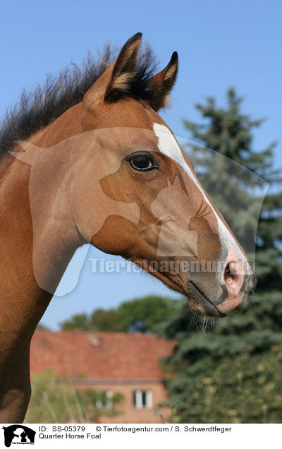 Quarter Horse Foal / SS-05379