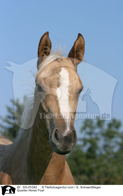 Quarter Horse Foal / SS-05382