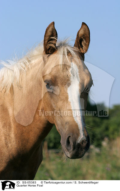 Quarter Horse Foal / SS-05383