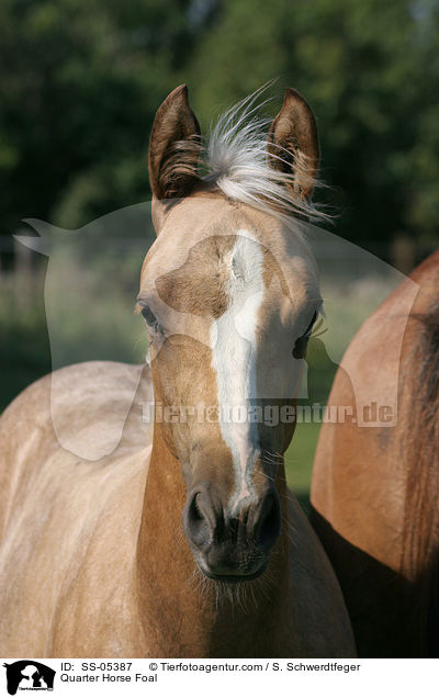 Quarter Horse Fohlen / Quarter Horse Foal / SS-05387