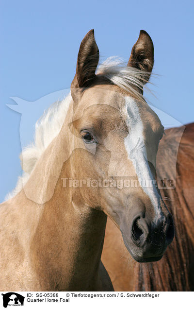 Quarter Horse Fohlen / Quarter Horse Foal / SS-05388