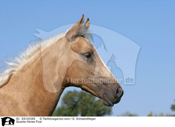 Quarter Horse Fohlen / Quarter Horse Foal / SS-05389