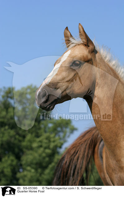 Quarter Horse Foal / SS-05390