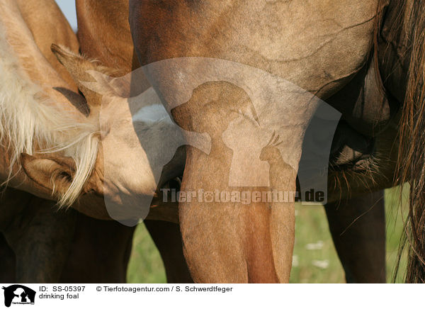 drinking foal / SS-05397