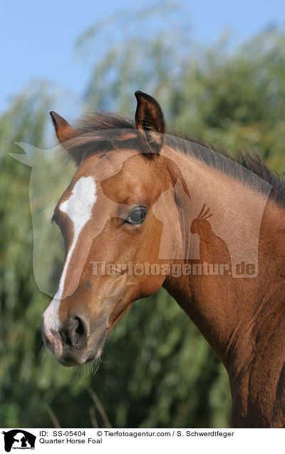 Quarter Horse Fohlen / Quarter Horse Foal / SS-05404