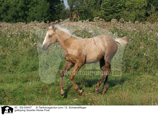 galoppierendes Quarter Horse Fohlen / galloping Quarter Horse Foal / SS-05407